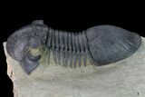 Bargain, Paralejurus Trilobite - Morocco #171490-5